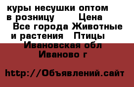 куры несушки.оптом 160 в розницу 200 › Цена ­ 200 - Все города Животные и растения » Птицы   . Ивановская обл.,Иваново г.